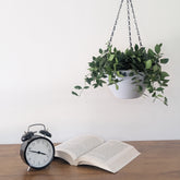 Hanging 7 (Pack of 4)